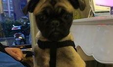 巴哥爆料最新人物是谁