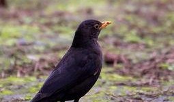 百舌鸟在线观看,在线观看，探寻神秘鸟类的传奇故事