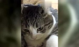 勇哥最新爆料,最新爆料背后的惊人真相