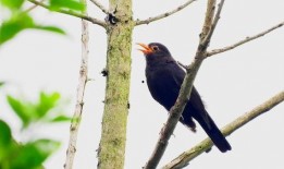 百舌鸟在线观看,在线观看，探寻神秘鸟类的传奇故事