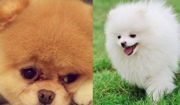 博美爆料新闻报道视频大全,视频大全揭秘热点事件幕后真相