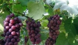 爆料葡萄种植技术视频大全