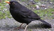 百舌鸟在线观看,在线观看，探寻神秘鸟类的传奇故事