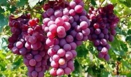 葡萄爆料视频完整版下载