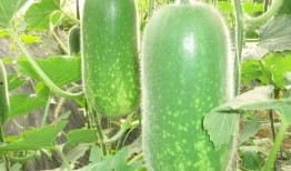 网红前十名吃瓜主播有哪些