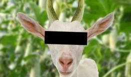 网红驯鹿吃瓜图片搞笑,笑料横生，网红动物界的“喜剧之王”