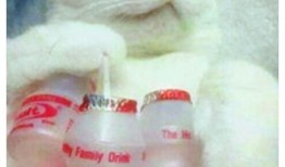 网红驯鹿吃瓜图片搞笑,笑料横生，网红动物界的“喜剧之王”