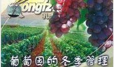 爆料葡萄种植技术视频大全