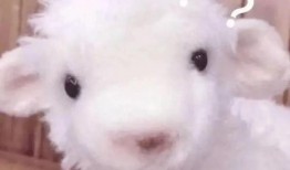 爆料网红小羊视频大全