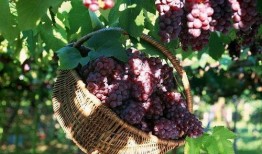 葡萄爆料视频完整版下载