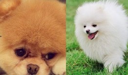 博美爆料新闻视频大全播放,新闻视频大全精彩瞬间回顾