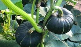 笨笨吃瓜网红,揭秘网络红人的幕后生活